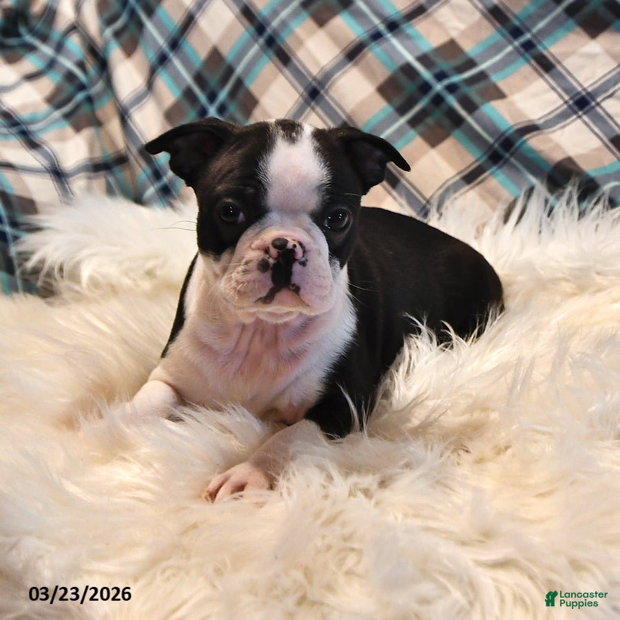 Boston Terrier dogs Boston - Ad 2