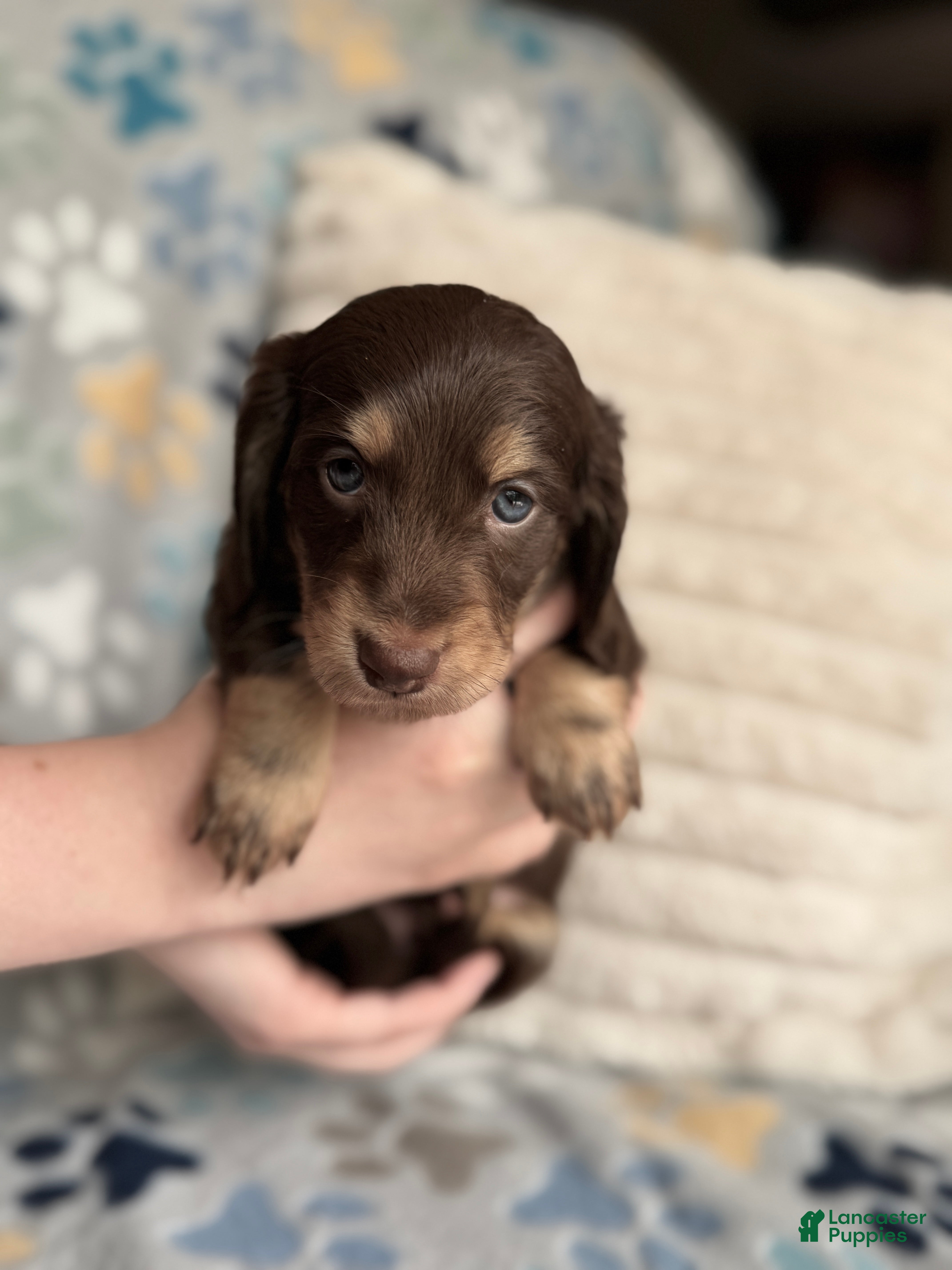 Miniature Dachshund dogs Kristoff - Ad 2