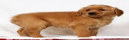 Golden Retriever dogs for sale: Layla - Ad 5