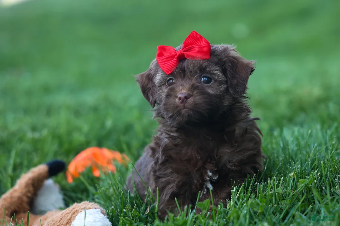 Havapoo dogs for sale: OLIVER - Ad 1