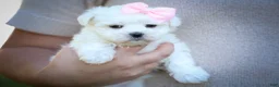 Maltese dogs for sale: Maribel🌸 - Ad 11