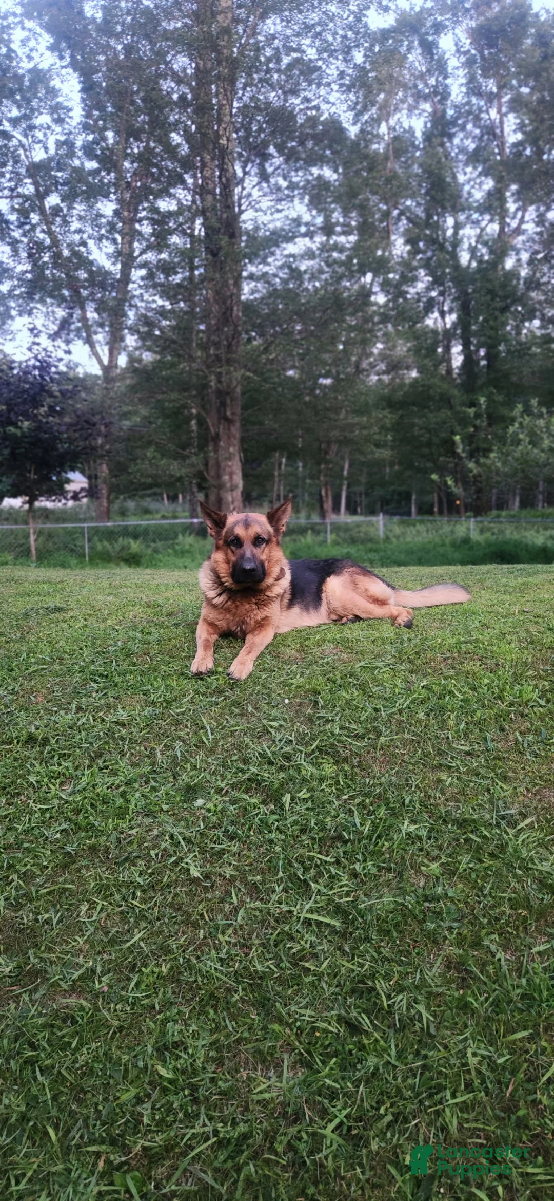 German Shepherd dogs for sale: SWAYZE - Ad 11