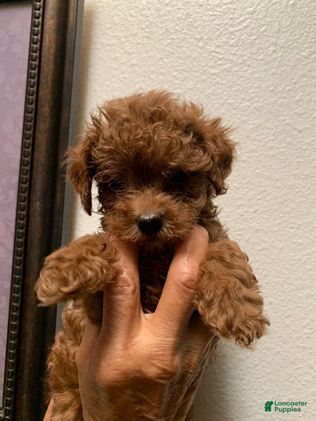 Cockapoo dogs Cockapoo 4 - Ad 8