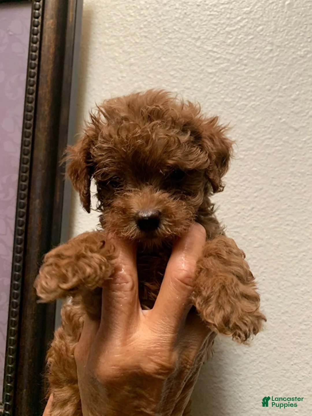 Cockapoo dogs for sale: Cockapoo 4 - Ad 1