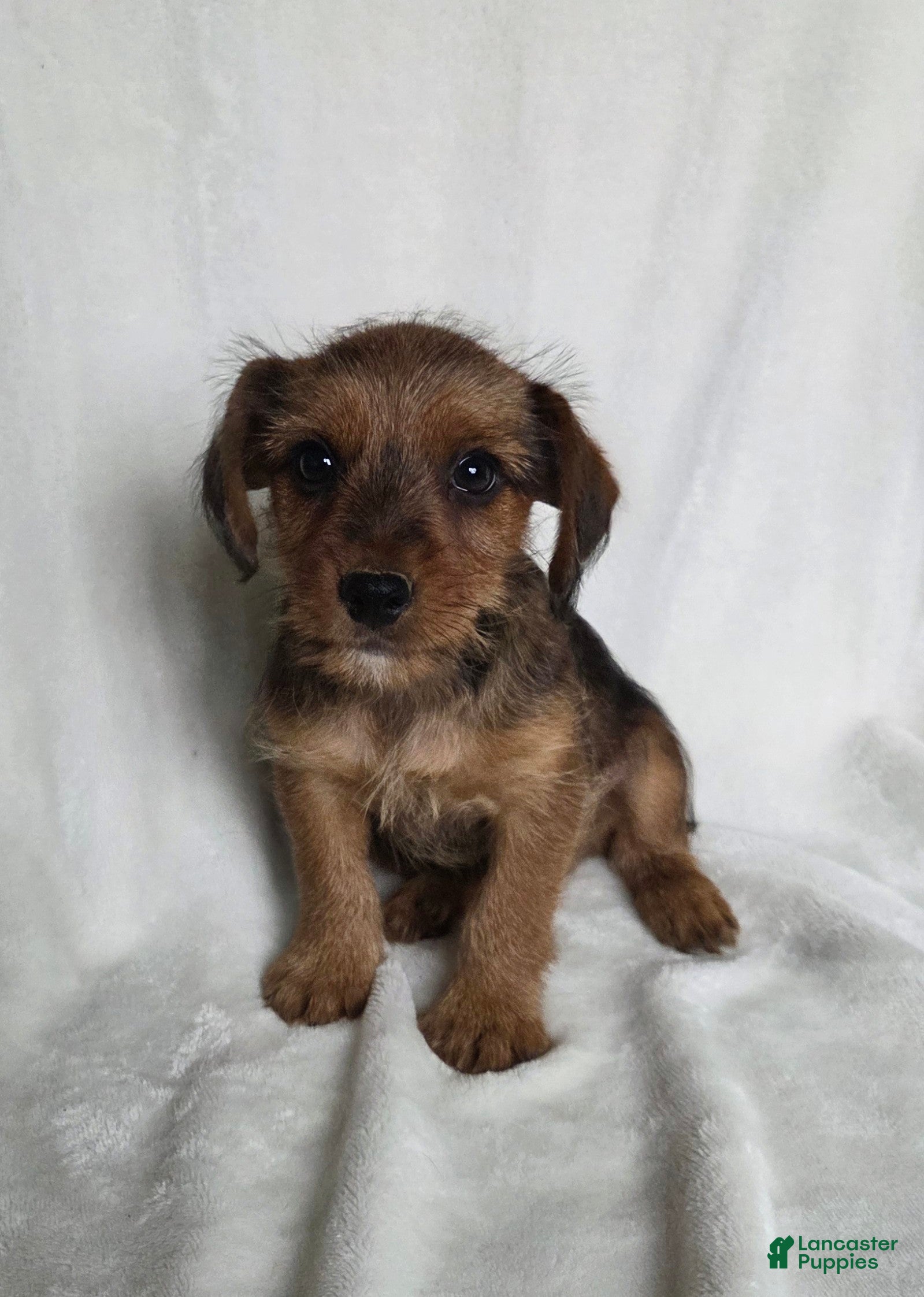 Mixed Breed dogs Buster - Ad 1