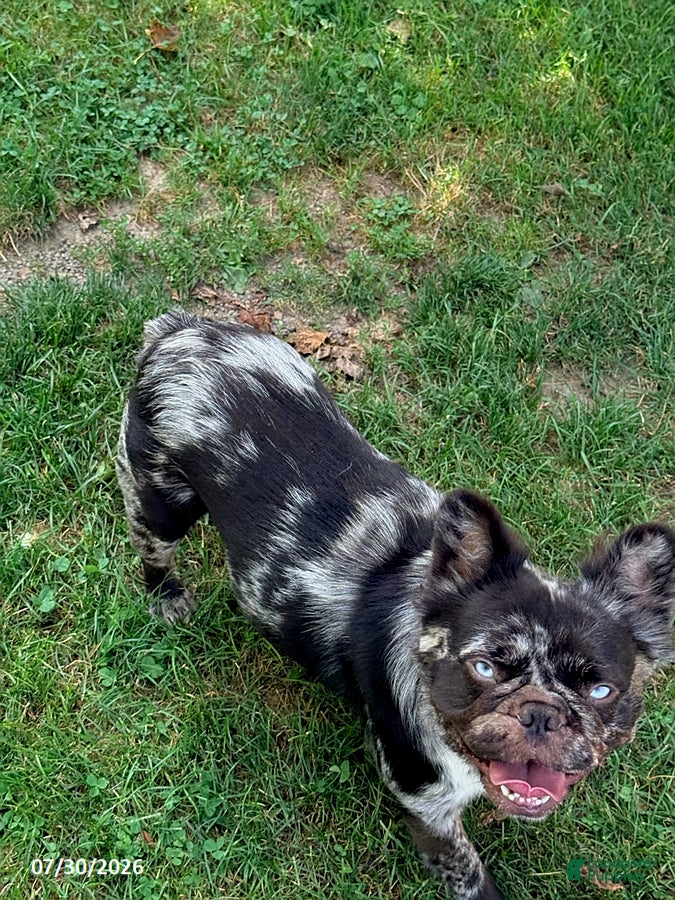 French Bulldog dogs Heather - Ad 16
