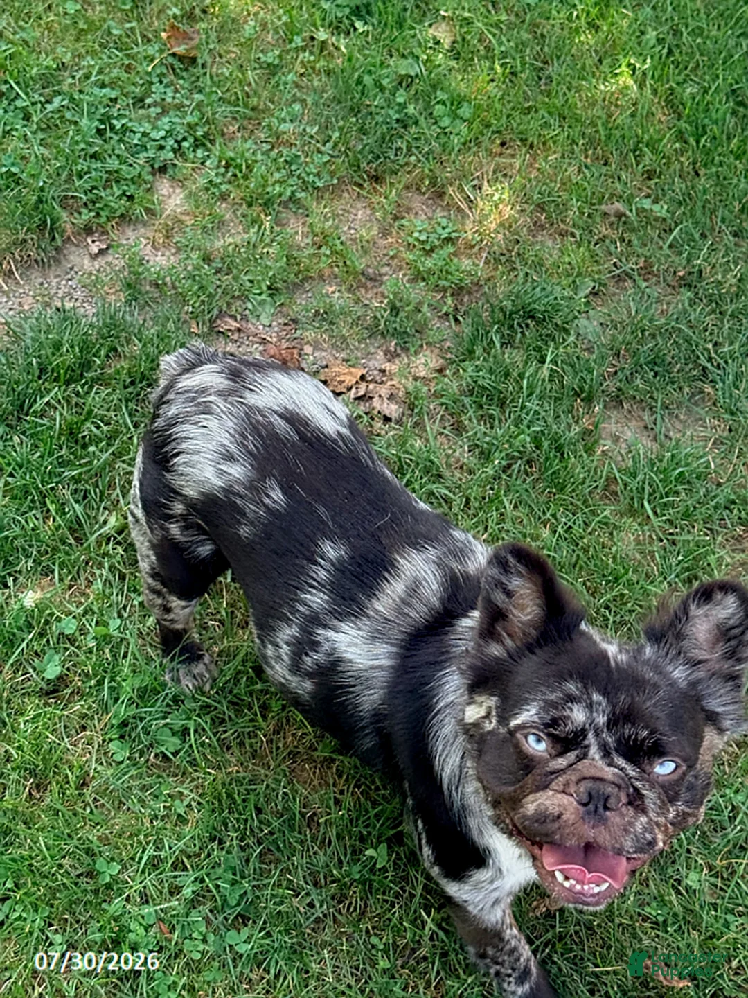 French Bulldog dogs for sale: Heather - Ad 1