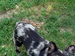French Bulldog dogs Heather - Ad 16