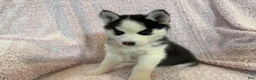 Siberian Husky dogs for sale: Princess Nox - Ad 4