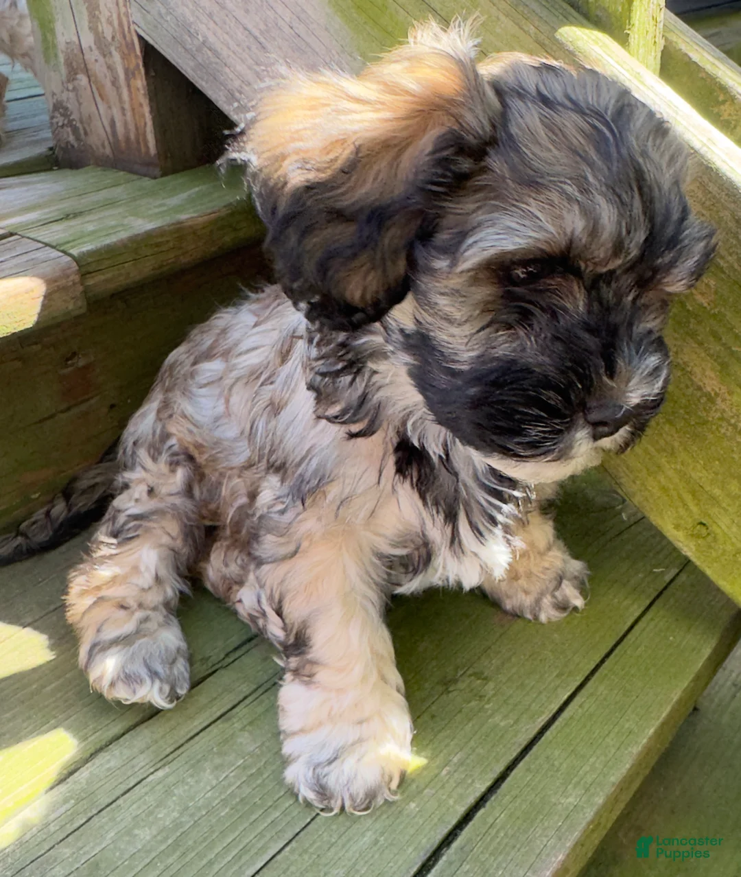 Mixed Breed dogs for sale: Ruby - Ad 2