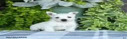 West Highland Terrier dogs for sale: Angalyn - Ad 1