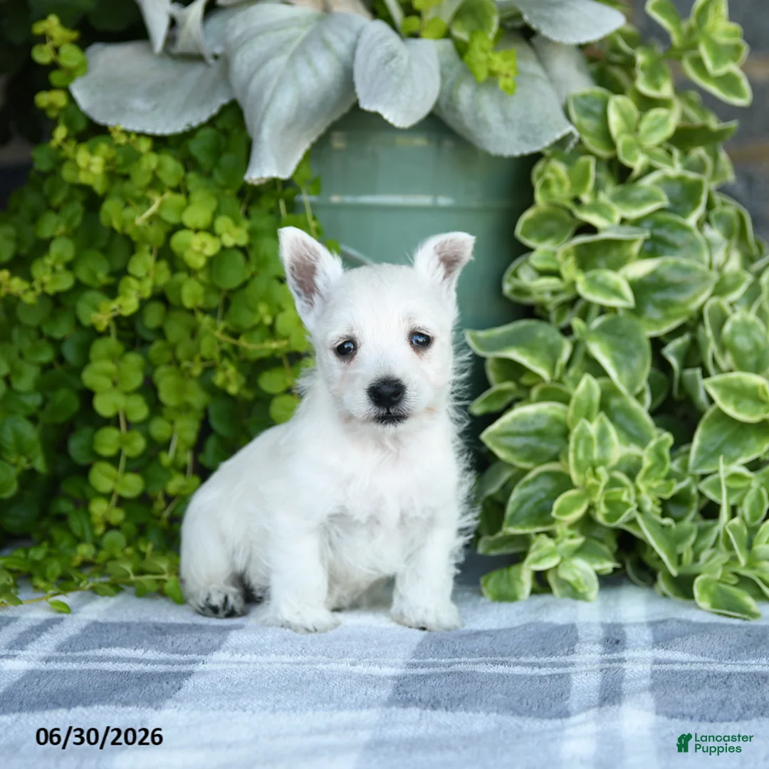 West Highland Terrier dogs for sale: Angalyn - Ad 1