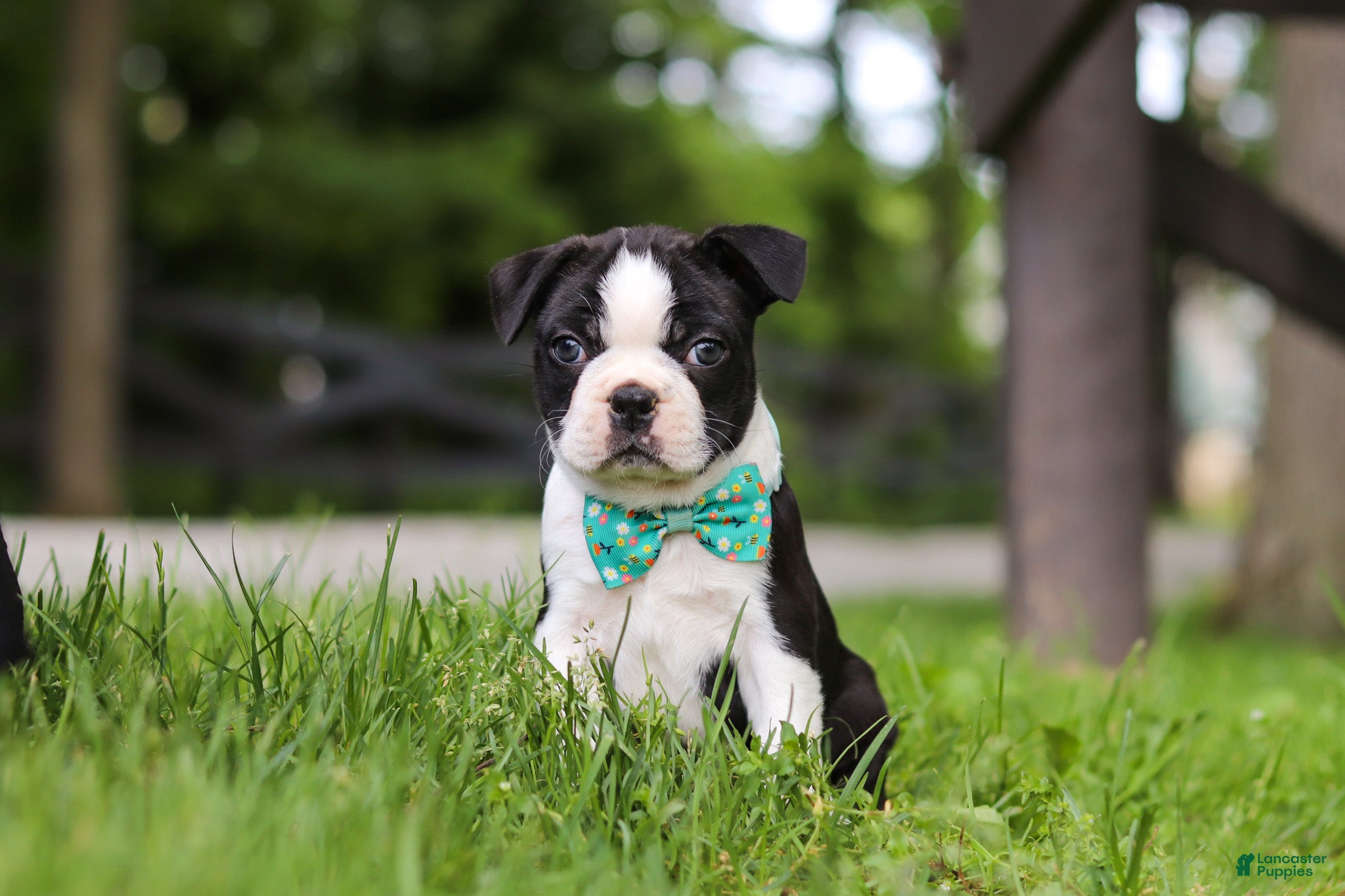 Boston Terrier dogs Atlas - Ad 2