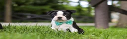 Boston Terrier dogs for sale: Atlas - Ad 2