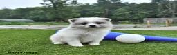 Pomeranian dogs for sale: Liam - Ad 2