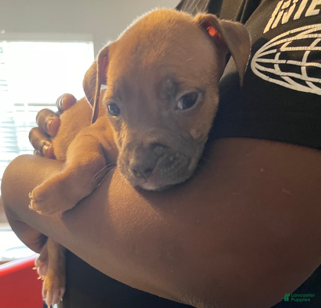 American Pit Bull Terrier dogs for sale: American Pit Bull Terrier Puppy 7 - Ad 1