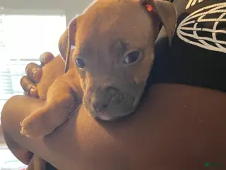 American Pit Bull Terrier dogs American Pit Bull Terrier Puppy 7 - Ad 37