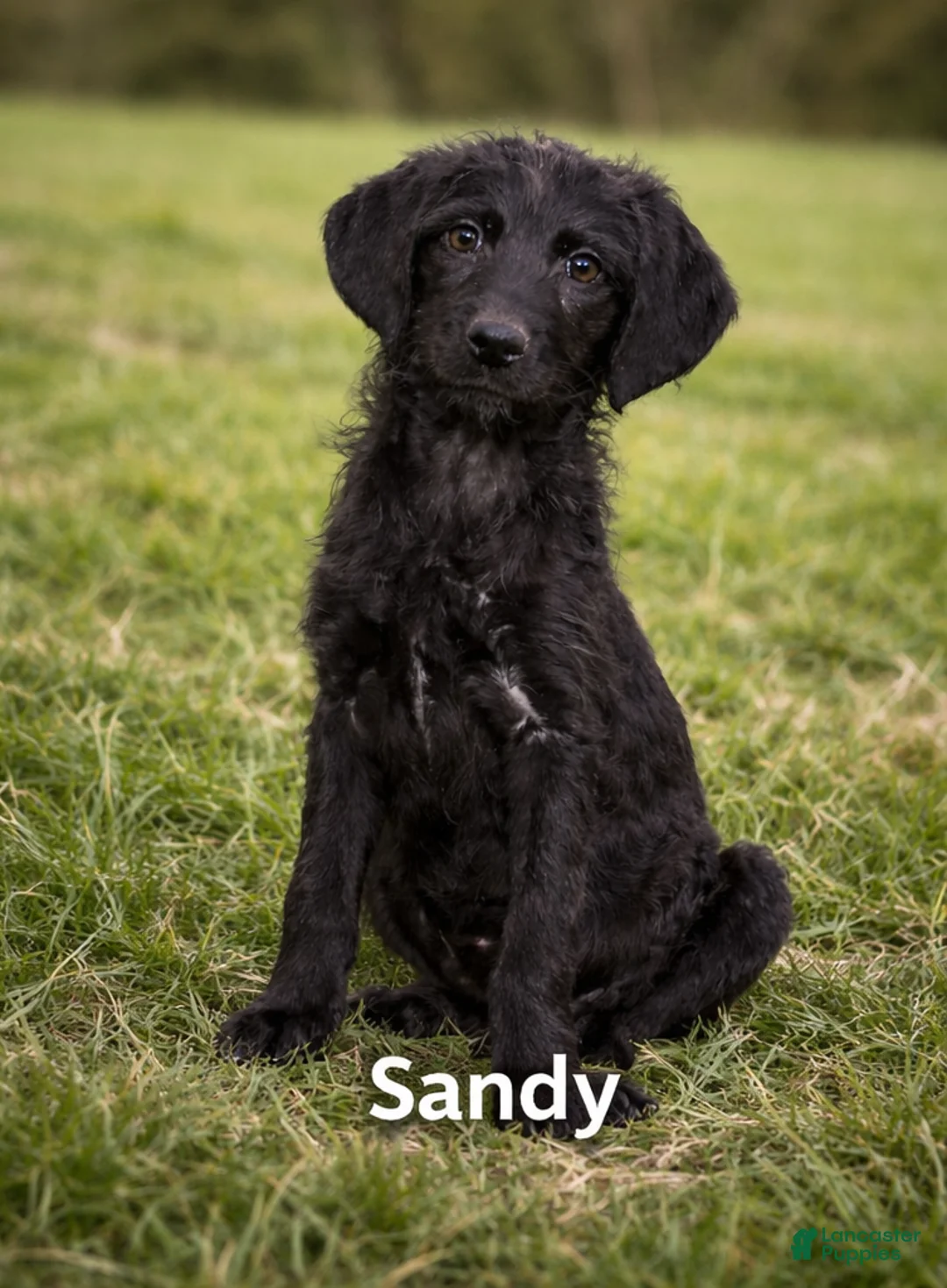 Mixed Breed dogs for sale: Sandy  - Ad 1