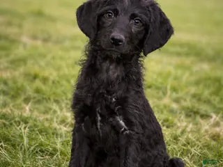 Mixed Breed dogs Sandy - Ad 15