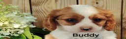Cavalier King Charles Spaniel dogs for sale: Buddy - Ad 1