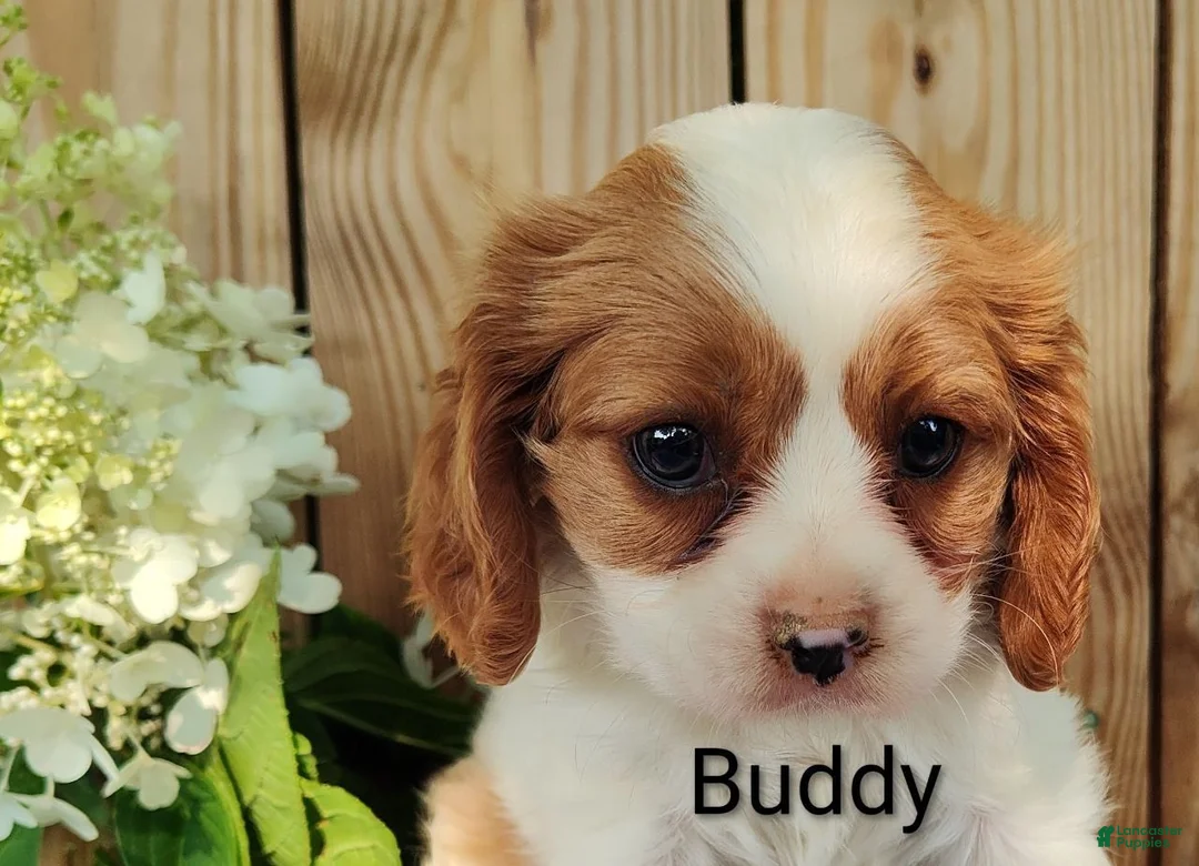Cavalier King Charles Spaniel dogs for sale: Buddy - Ad 1