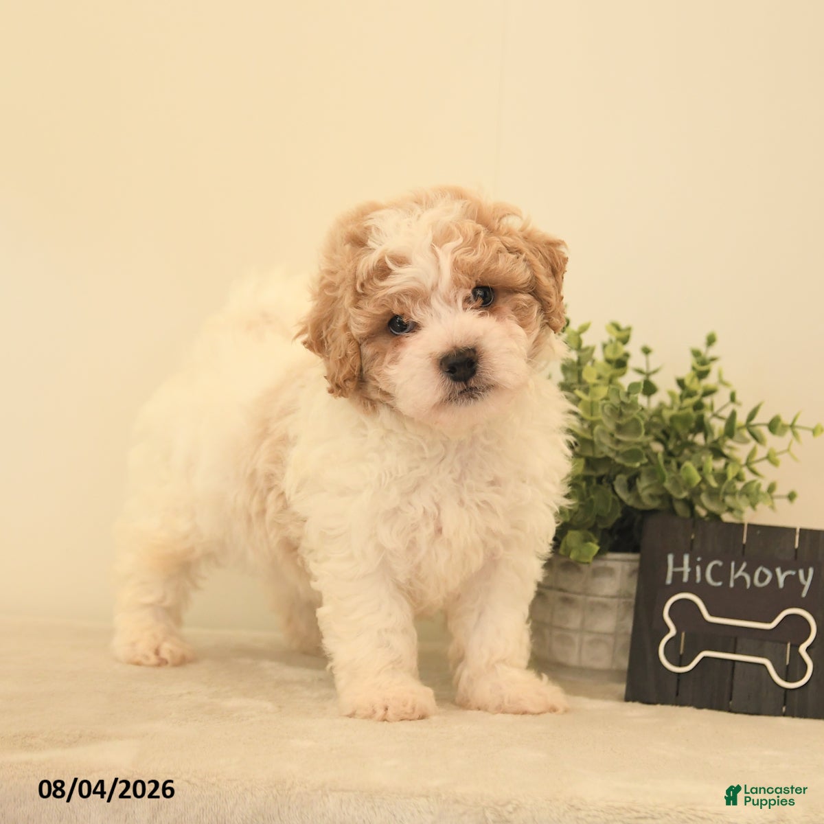 Teddy Bear dogs for sale: Hickory - Ad 2