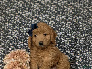Miniature Poodle dogs for sale: Shiloh - Ad 3