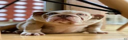 English Bulldog dogs for sale: Daisy - Ad 4