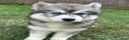 Siberian Husky dogs for sale: Cherry - Ad 2