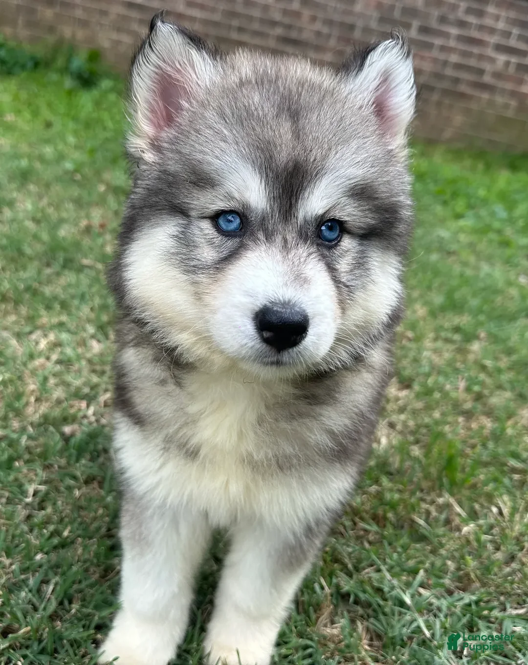 Siberian Husky dogs for sale: Cherry - Ad 2