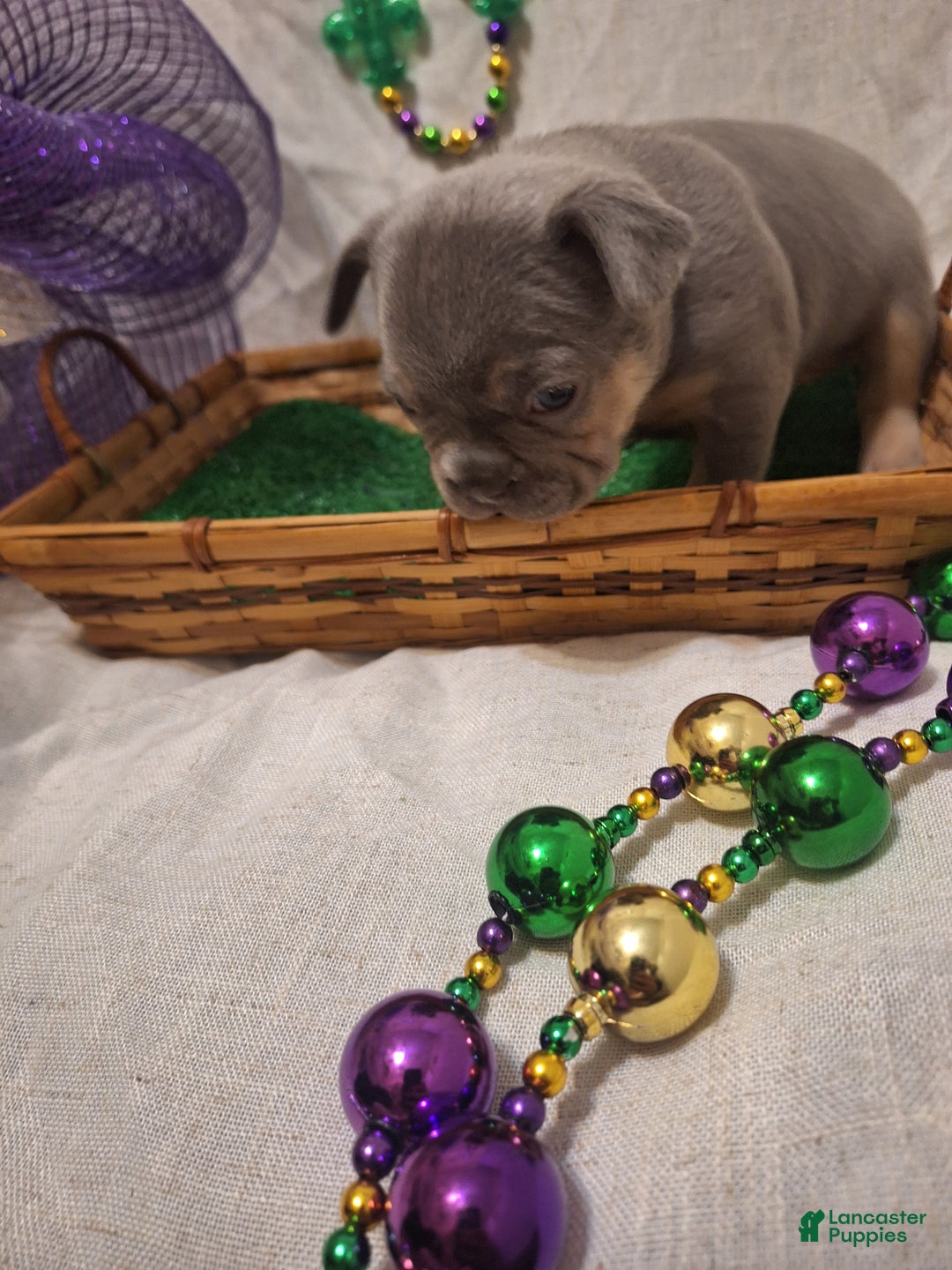 French Bulldog dogs for sale: French Bulldog Puppy 3 - Ad 3