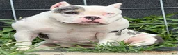 American Bully dogs for sale: Maybe - Ad 1