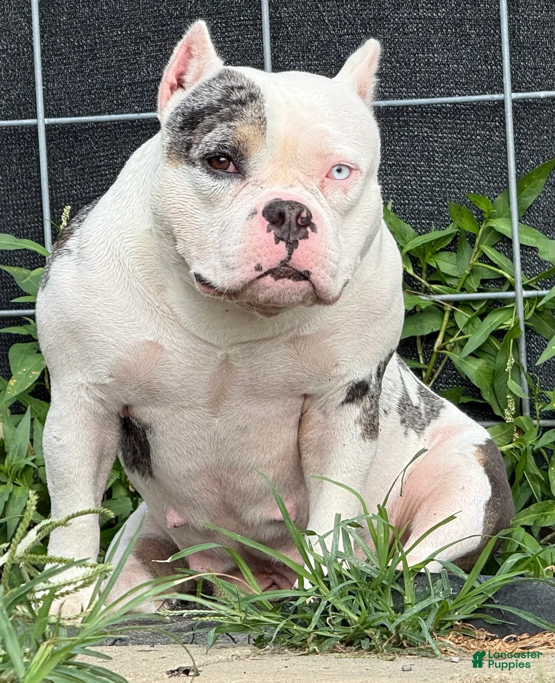 American Bully dogs for sale: Maybe - Ad 1