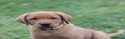 Labrador Retriever dogs for sale: Sandy (yellow collar) - Ad 5