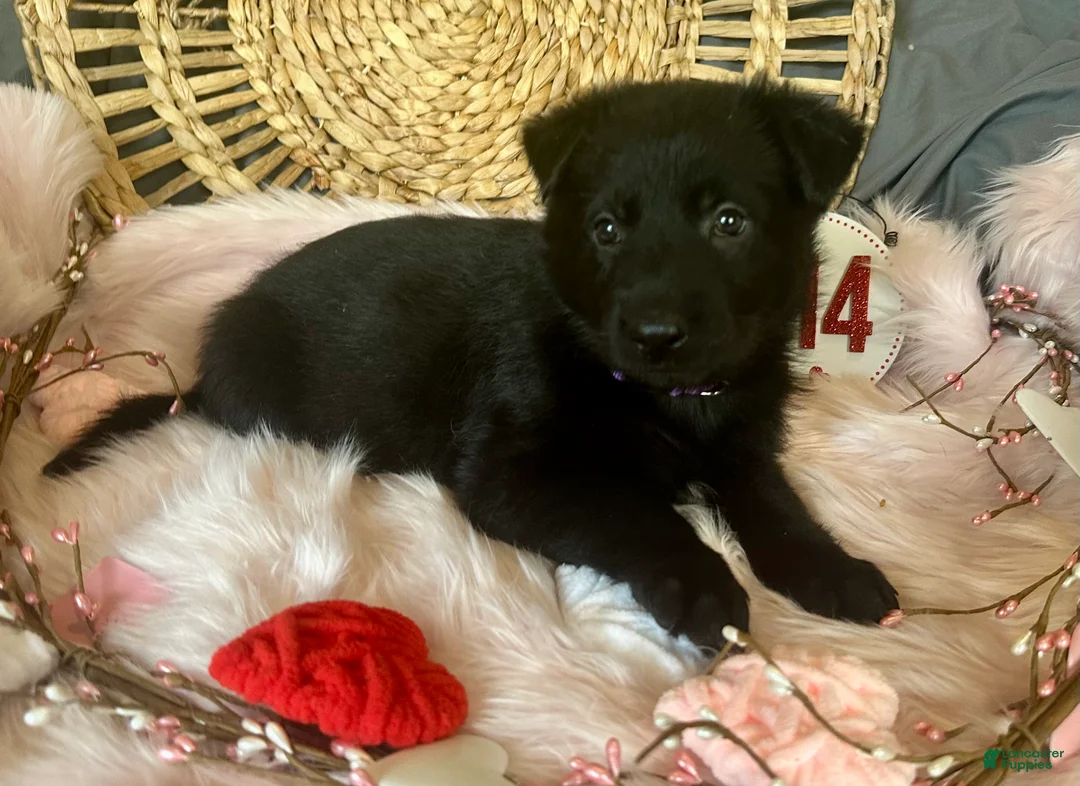 German Shepherd dogs for sale: Violet  - Ad 7