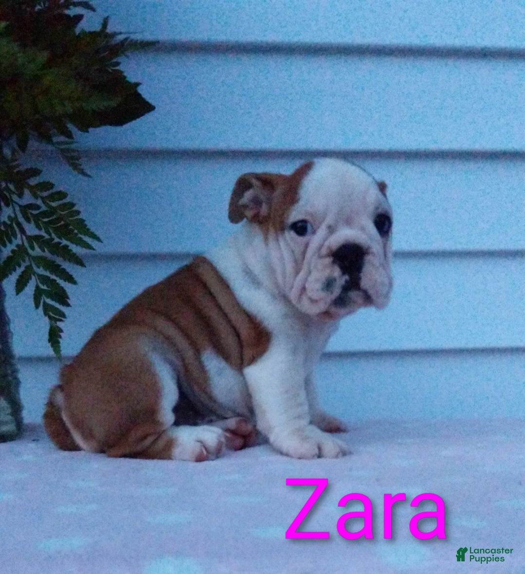 English Bulldog dogs for sale: AKC Zara  - Ad 10