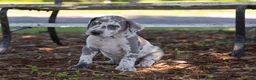 Great Dane dogs for sale: Autumn - Ad 4