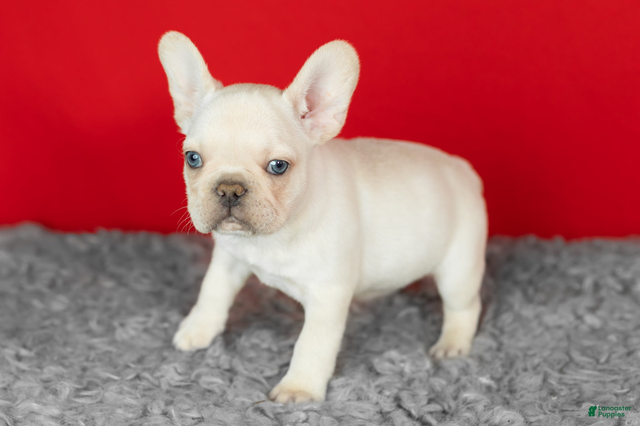 French Bulldog dogs Dolly - Ad 16