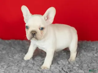 French Bulldog dogs Dolly - Ad 16