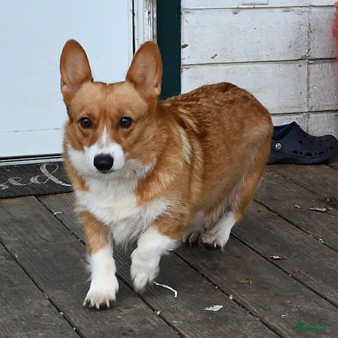 Welsh Corgi Pembroke dogs for sale: Stuart - Ad 6