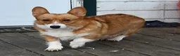 Welsh Corgi Pembroke dogs for sale: Stuart - Ad 6