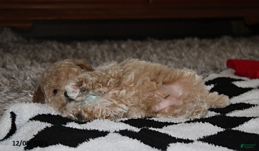 Bichpoo dogs for sale: Skylar - Ad 5