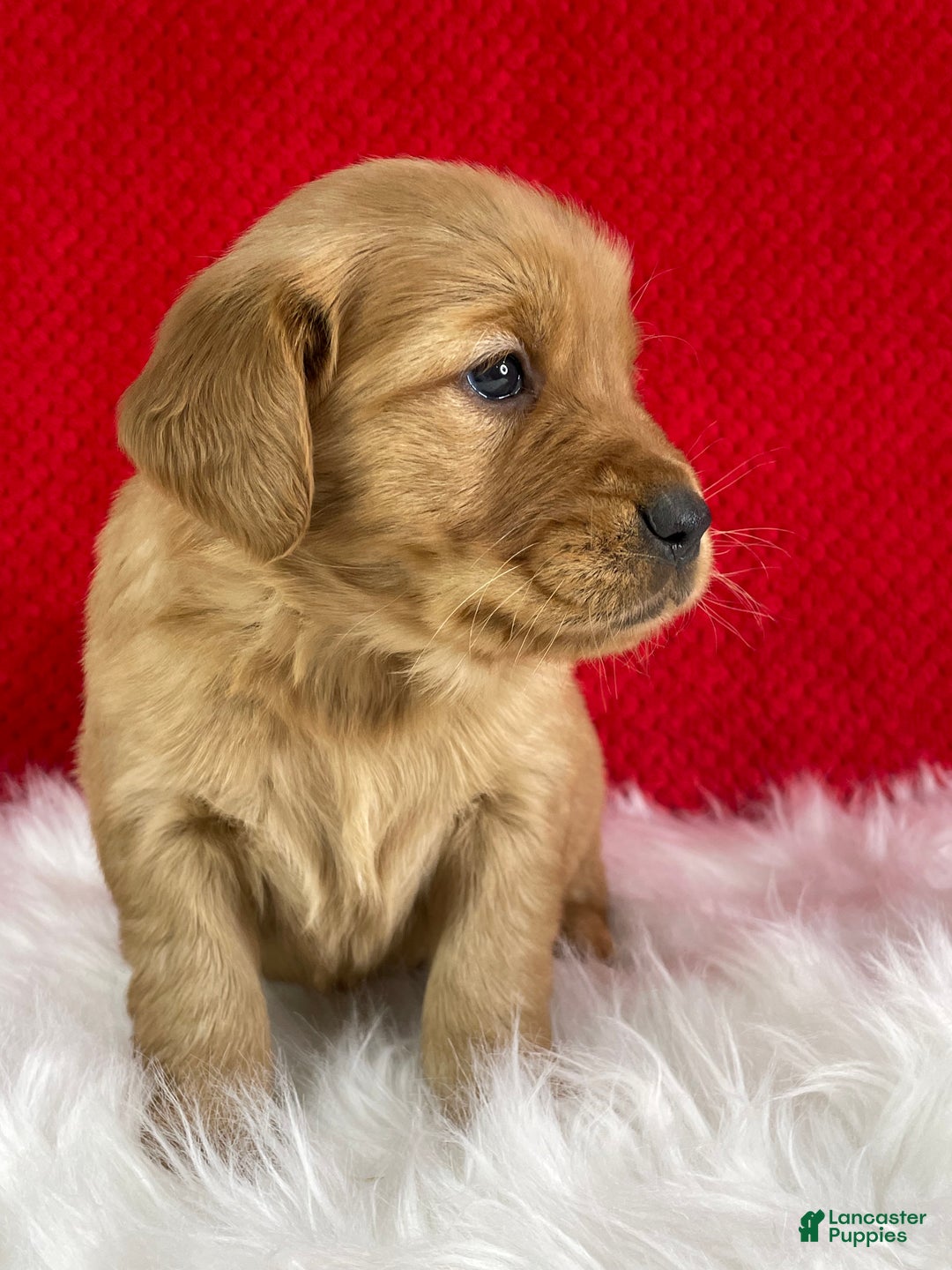 Golden Retriever dogs for sale: Stella  - Ad 2