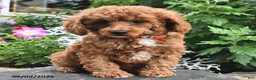 Miniature Poodle dogs for sale: Freddy  - Ad 3