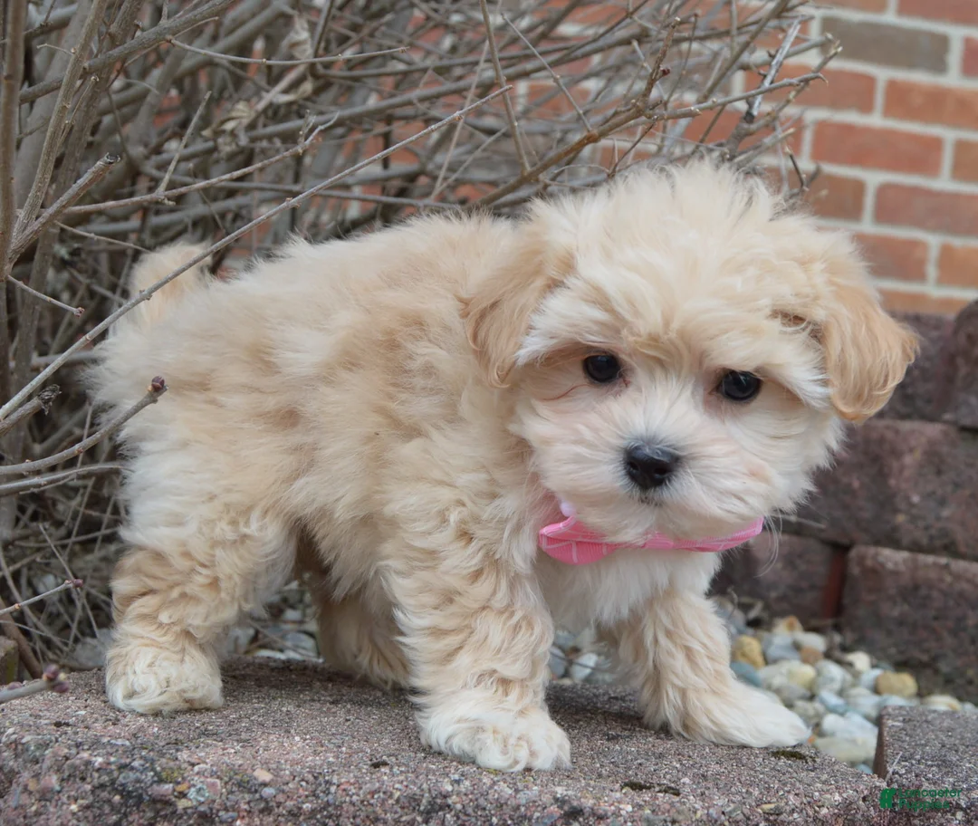 Maltipoo dogs for sale: Maggie - Ad 13