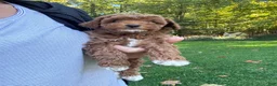 Miniature Poodle dogs for sale: Stella - Ad 7