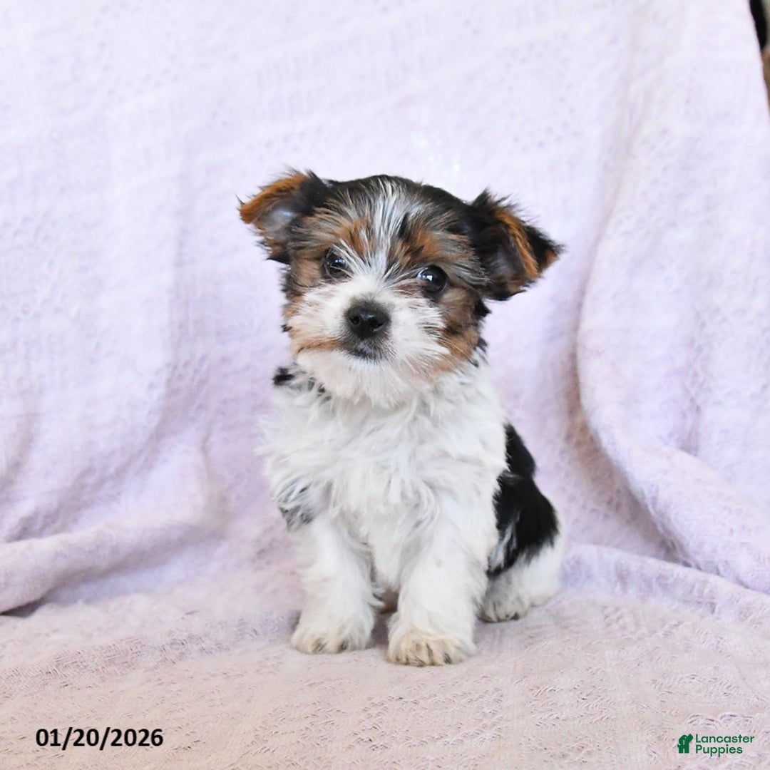 Yorkshire Terrier dogs for sale: Oreo  Extra Small - Ad 4