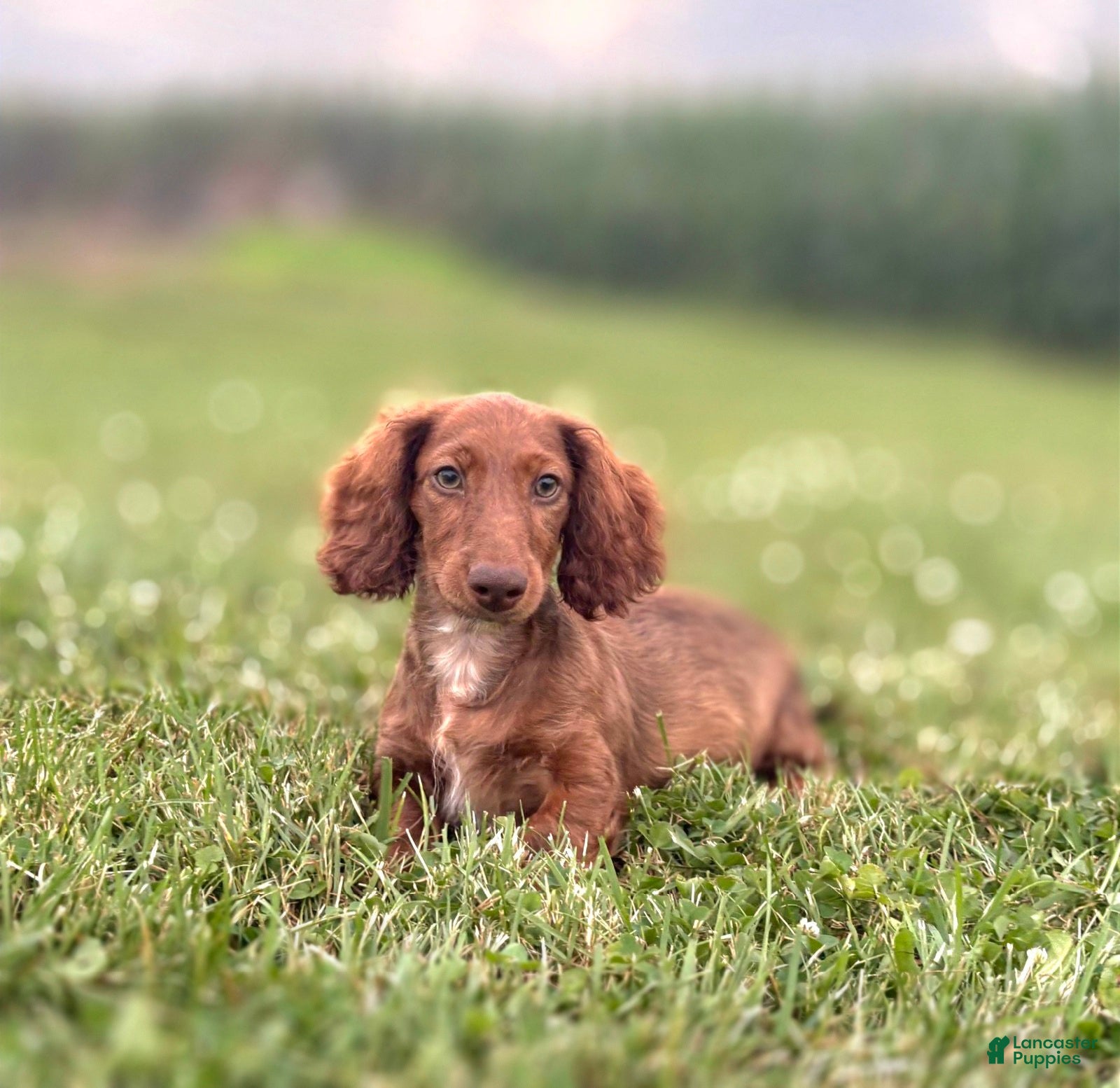 Miniature Dachshund dogs Handsome - Ad 1