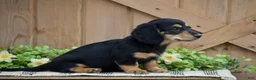 Miniature Dachshund dogs for sale: Lilac - Ad 3