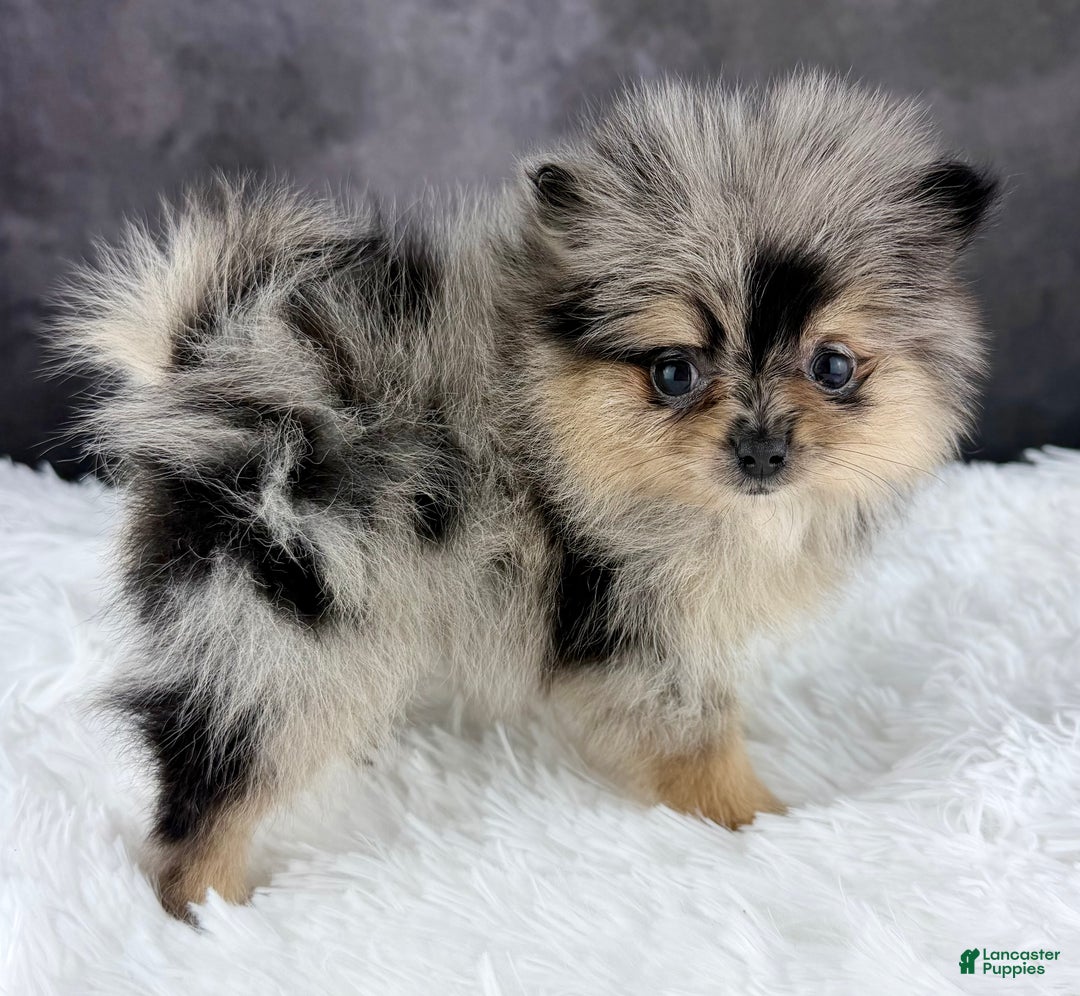 Pomeranian dogs for sale: Grace AKC - Ad 3